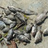 Muere 80% de peces del Gran Lago del ZooDom peces