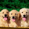 Lanzan en EEUU Dog TV, un canal por cable especial para perros perros