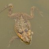 Descubren una nueva especie de rana en pleno Nueva York maco