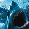 Cancelan permiso a National Geographic tras muerte por ataque de tiburón Tiburon