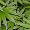 En el “Día 420″, amantes de la marihuana celebran la cultura del cannabis Marihuana