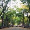 Mujer lega 20 millones de dólares a biblioteca pública y parque de NY Central Park