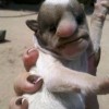 Un perro con cara de humano perro humano