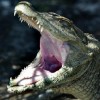 Caimanes, el insólito obstáculo para conseguir agua en una zona de Brasil Caiman