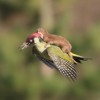 La historia del pájaro carpintero transportando a una comadreja pajaro