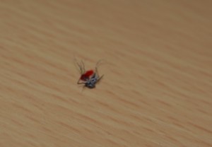 Dengue mosquito