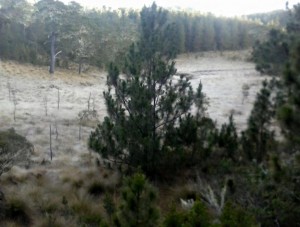 Pinos
