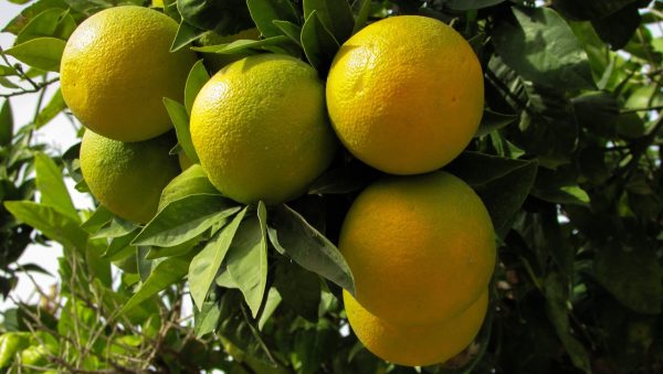 Las Incre Bles Propiedades Medicinales De La Naranja Agria Ensegundos Do