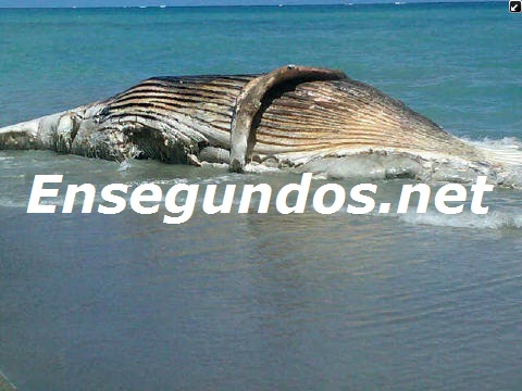 Imagen: Aparece ballena muerta en hotel de Gaspar Hernández