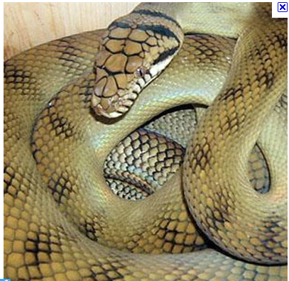 Capturaron una serpiente pitón de 4 metros en pileta de Miami