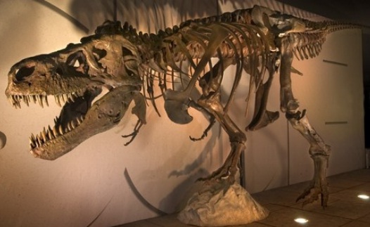 EEUU devuelve a Mongolia fósil robado de tiranosaurio de 70 millones de años