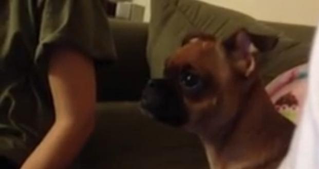 Perro se emociona y llora mirando El Rey León (video)