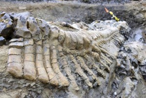 Cola_Dinosaurio mexico