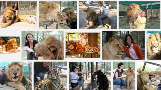 Polémica por el zoo que permite ingresar al público a la jaula de los leones
