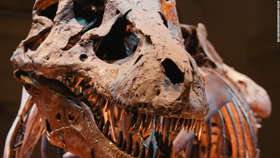 Encuentran restos de sangre de dinosaurio de hace 75 millones de años