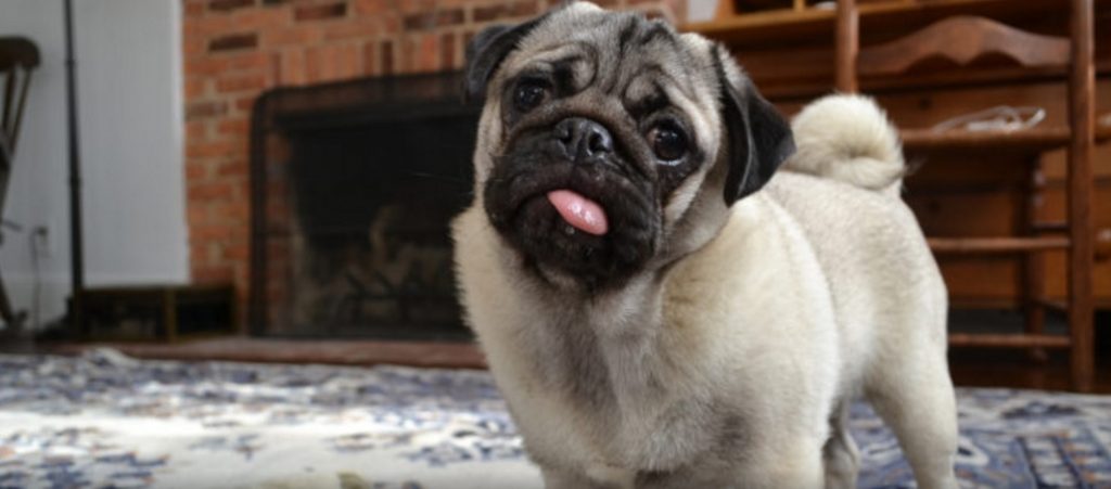 bull-dog-pugs