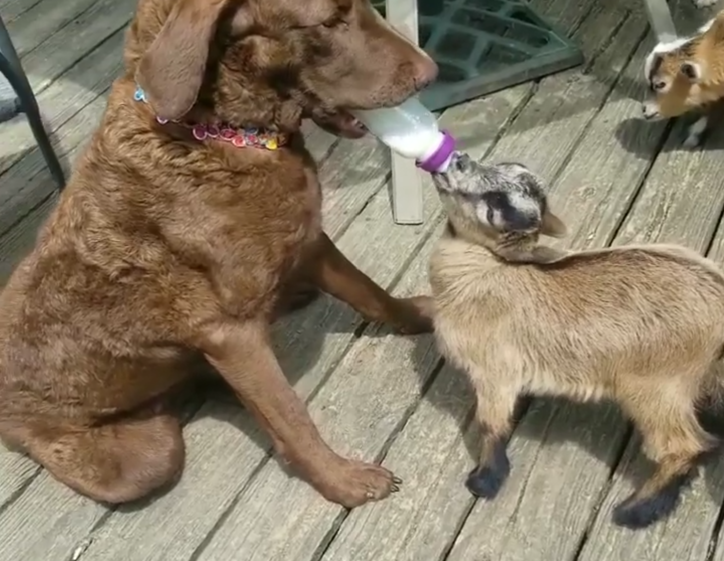Lo más tierno de esta semana:  perrita dando biberón a una cabra