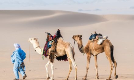 La mayor feria de camellos de India regresa tras el covid-19