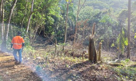Imponen garantía económica de 50 mil pesos y presentación periódica a hombre por tala de árboles en Maimón