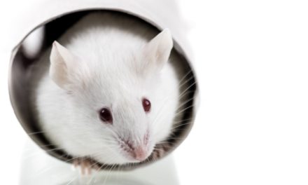 Ratones liofilizados, una nueva técnica para conservar las especies